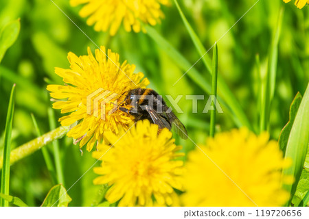 Bumblebee on a yellow dandelion. The insect pollinates the flower. Bumblebee collects nectar in summer. Bumblebee on a yellow dandelion. The insect pollinates the flower. Bumblebee collects nectar in summer. 119720656
