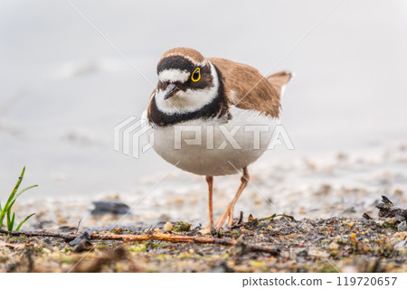 Little ringed plover (Charadrius dubius), bird standing on the lake shore Little ringed plover (Charadrius dubius), bird standing on the lake shore 119720657