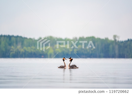 Mating games of two water birds Great Crested Grebes. Two waterfowl birds Great Crested Grebes swim in the lake with heart shaped silhouette 119720662