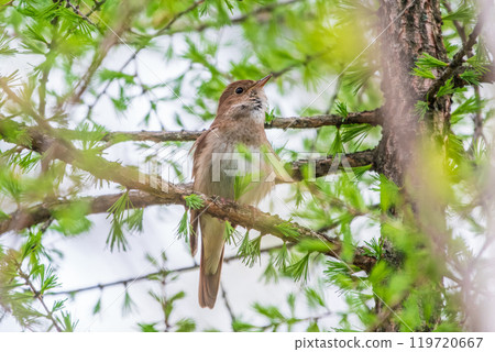 Thrush Nightingale, Luscinia luscinia. A bird sits on a tree branch and sings 119720667
