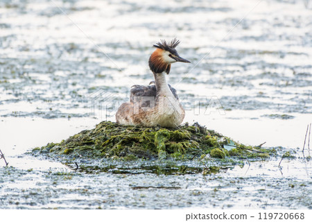 Great Crested Grebe, Podiceps cristatus, water bird sitting on the nest, nesting time on the green lake 119720668