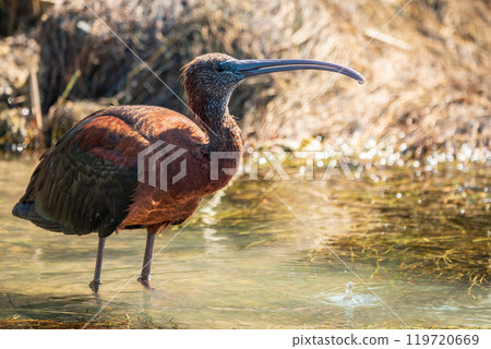 The glossy ibis, latin name Plegadis falcinellus, searching for food in the shallow lagoon. 119720669