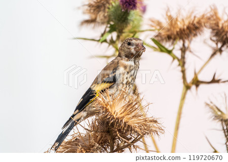 European goldfinch with juvenile plumage, feeding on the seeds of thistles. Carduelis carduelis. 119720670