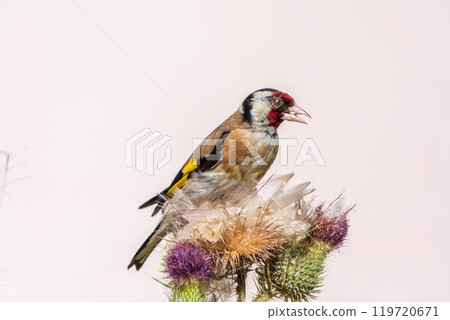 European goldfinch, feeding on the seeds of thistles. Carduelis carduelis. 119720671