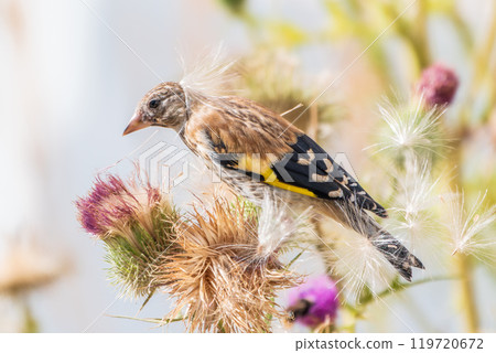 European goldfinch with juvenile plumage, feeding on the seeds of thistles. Carduelis carduelis. 119720672