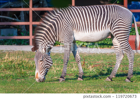 Grevy's zebra, lat Equus grevyi, also known as the imperial zebra eats green grass. 119720673