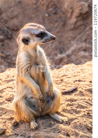 Meerkat, Suricata suricatta, on hind legs. Portrait of meerkat standing on hind legs with alert expression. Portrait of a funny meerkat sitting on its hind legs. 119720674