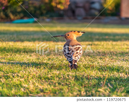 Eurasian hoopoe or Common hoopoe (Upupa epops) bird close-up on natural green grass background Eurasian hoopoe or Common hoopoe (Upupa epops) bird close-up on natural green grass background 119720675