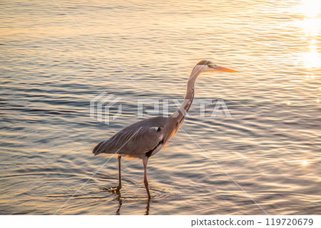 A heron hunting in the sea. Grey heron on the hunt 119720679
