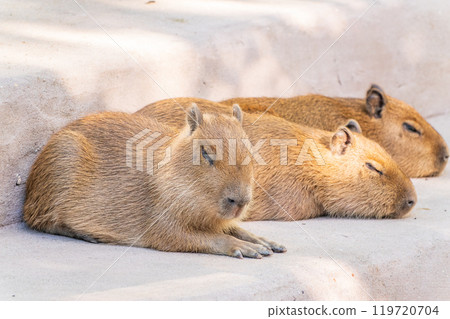 Three capybara in the park Three capybara in the park 119720704