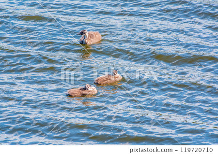 The waterfowl bird, great crested grebe with chick, swimming in the lake. 119720710
