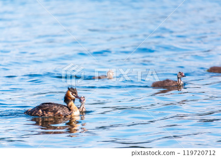 The waterfowl bird, great crested grebe with chick, swimming in the lake. 119720712