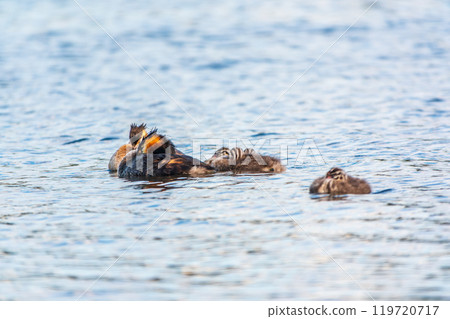 The waterfowl bird, great crested grebe with chick, swimming in the lake. The waterfowl bird, great crested grebe with chick, swimming in the lake. 119720717
