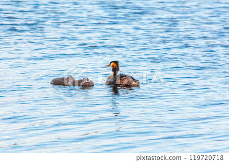 The waterfowl bird, great crested grebe with chick, swimming in the lake. The waterfowl bird, great crested grebe with chick, swimming in the lake. 119720718