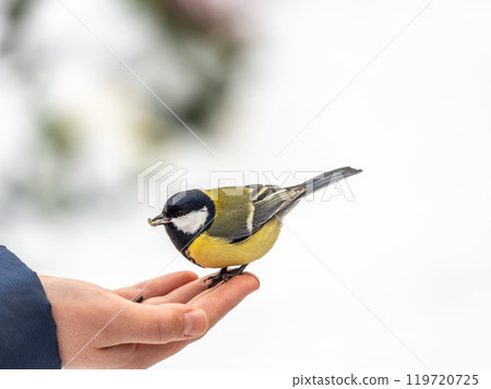 A tit sits on a man's hand and eats seeds. 119720725