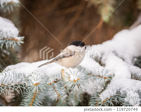 Cute bird the willow tit, song bird sitting on the fir branch with snow in winter Cute bird the willow tit, song bird sitting on the fir branch with snow in winter 119720749