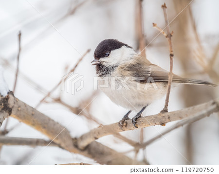 Cute bird the willow tit, song bird sitting on a branch without leaves in the winter. Cute bird the willow tit, song bird sitting on a branch without leaves in the winter. 119720750