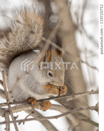 The squirrel with nut sits on tree in the winter or late autumn 119720752