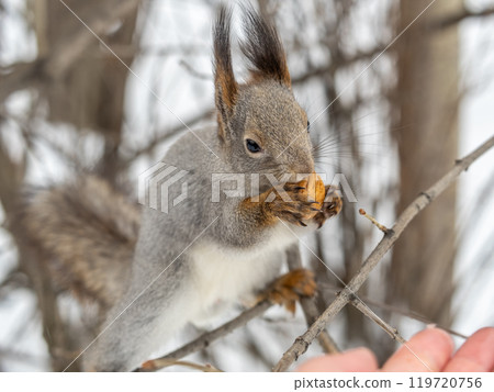 The squirrel with nut sits on tree in the winter or late autumn 119720756