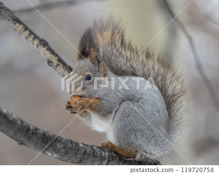 The squirrel with nut sits on tree in the winter or late autumn The squirrel with nut sits on tree in the winter or late autumn 119720758