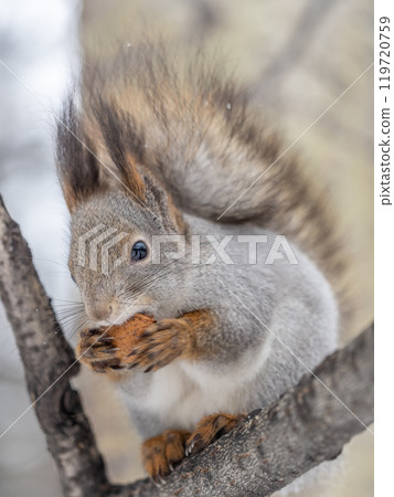 The squirrel with nut sits on tree in the winter or late autumn The squirrel with nut sits on tree in the winter or late autumn 119720759