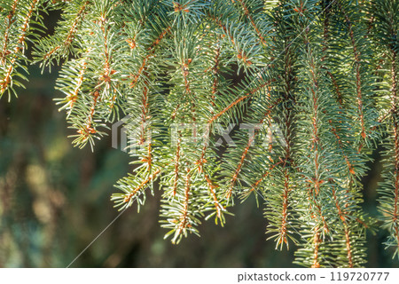 Fir branch with needles in the sunset light Fir branch with needles in the sunset light 119720777