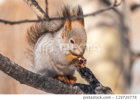 The squirrel with nut sits on tree in the winter or late autumn The squirrel with nut sits on tree in the winter or late autumn 119720778