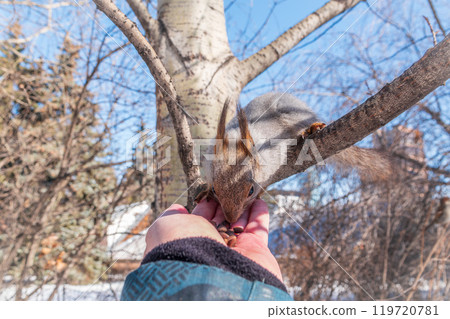 Squirrel eats nuts from a man's hand. Caring for animals in winter or autumn. 119720781