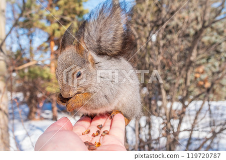 Squirrel eats nuts from a man's hand. Caring for animals in winter or autumn. 119720787