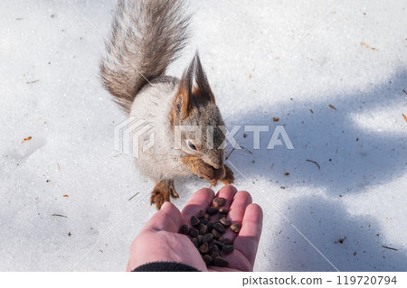 Squirrel eats nuts from a man's hand. Caring for animals in winter or autumn. 119720794