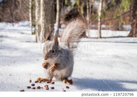 The squirrel in winter sits on white snow. 119720796