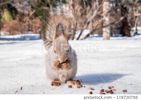 The squirrel in winter sits on white snow. 119720798