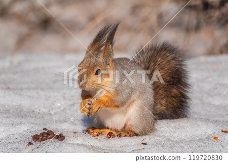 The squirrel in winter sits on white snow. The squirrel in winter sits on white snow. 119720830