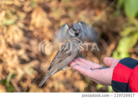 Sparrow eats seeds from a man's hand Sparrow eats seeds from a man's hand 119720917