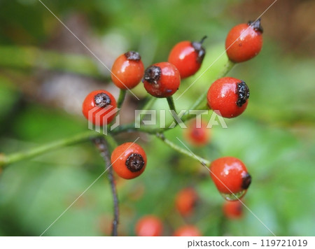Red berries covered in morning dew 119721019