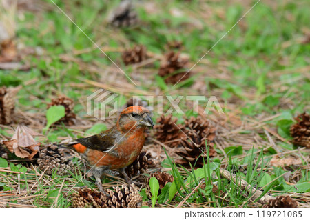Spring Isuka standing in front of a pine cone 119721085