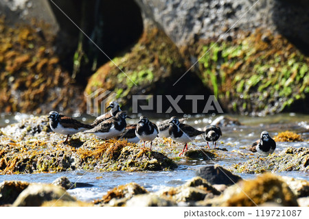 Springtime turnips gathering on the rocks Springtime turnips gathering on the rocks 119721087