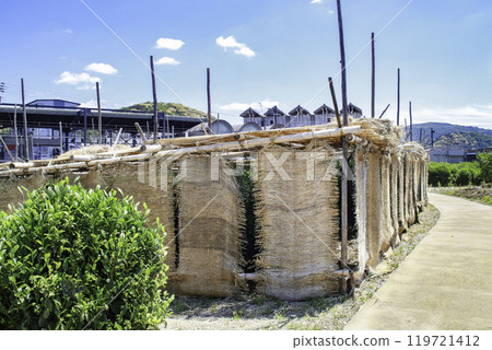Tea fields surrounded by straw mats in Uji / Uji-Maruyama, Uji City, Kyoto Prefecture Tea fields surrounded by straw mats in Uji / Uji-Maruyama, Uji City, Kyoto Prefecture 119721412