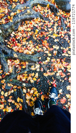 A walk along a path of fallen leaves after the rain A walk along a path of fallen leaves after the rain 119721774