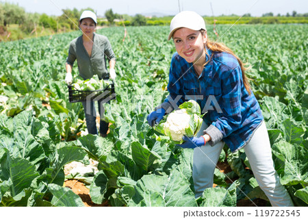 Women gathering cauliflowers while working on plantation Women gathering cauliflowers while working on plantation 119722545