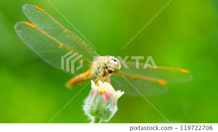 Red Dragonfly on Leaf with Green Background - Macro Close-up Photography 119722706