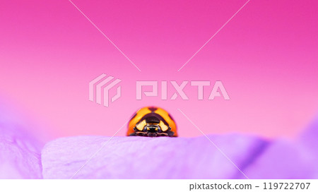 Ladybug on Purple Flower with Water Droplets - Macro Photography 119722707