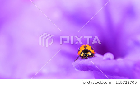 Ladybug on Purple Flower with Water Droplets - Macro Photography Ladybug on Purple Flower with Water Droplets - Macro Photography 119722709