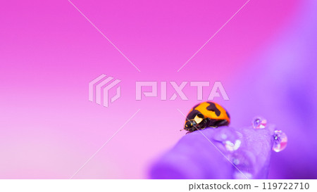 Ladybug on Purple Flower with Water Droplets - Macro Photography 119722710