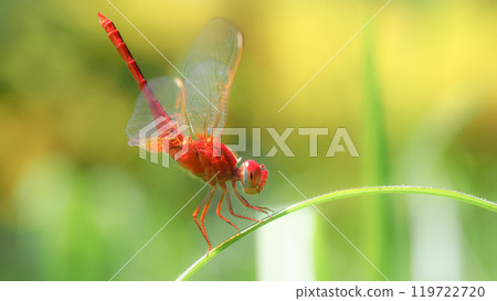 Red Dragonfly on Leaf with Green Background - Macro Close-up Photography Red Dragonfly on Leaf with Green Background - Macro Close-up Photography 119722720