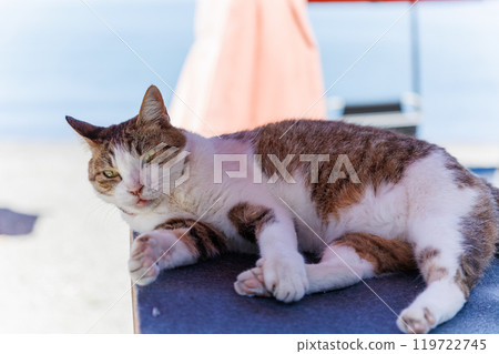 A mascot cat. A wonderful beach house that doubles as a museum and live music venue. Araihama, Miura City, Kanagawa Prefecture, June 2024 119722745