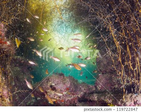 A school of beautiful black spotted coral reef fish (family Acanthidae) and other juvenile fish in a Sargassum forest. Araihama, Miura 2024 A school of beautiful black spotted coral reef fish (family Acanthidae) and other juvenile fish in a Sargassum forest. Araihama, Miura 2024 119722847