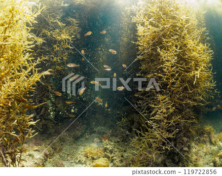 A school of beautiful black spotted coral reef fish (family Acanthidae) and other juvenile fish in a Sargassum forest. Araihama, Miura 2024 119722856