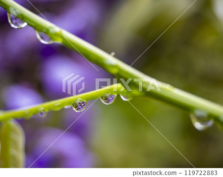 Water drops after rain Water drops after rain 119722883