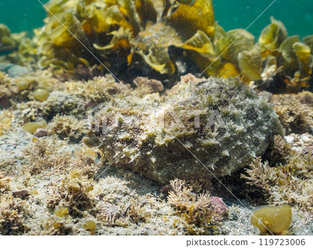 巨大而神秘的海蝸牛（Apilysidae）等。 當受到刺激時，它會發出紫色煙幕。不過，它並沒有毒 119723006